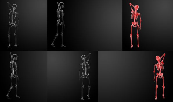 3d rendering Skeleton X-rays 