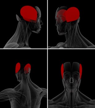 medical illustration of the auricularis