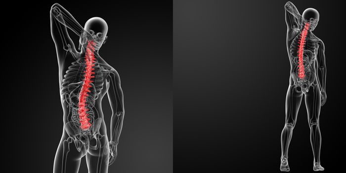 3d rendering Human Spine Anatomy