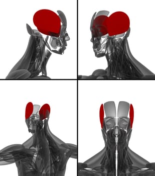 medical illustration of the auricularis