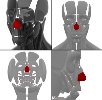 medical illustration of the Dilator Naris