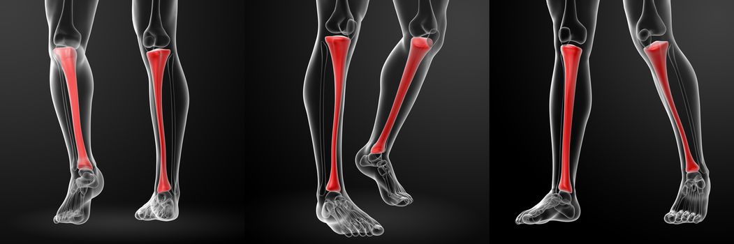 3d rendering illustration tibia 