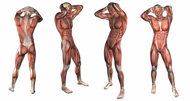 3d rendering illustration of the muscular system 