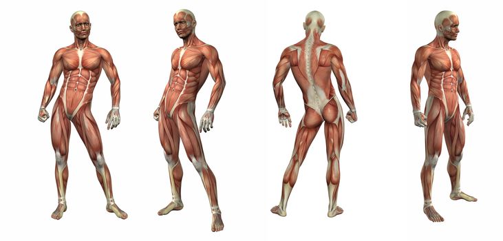 3d render illustration of the muscular system 