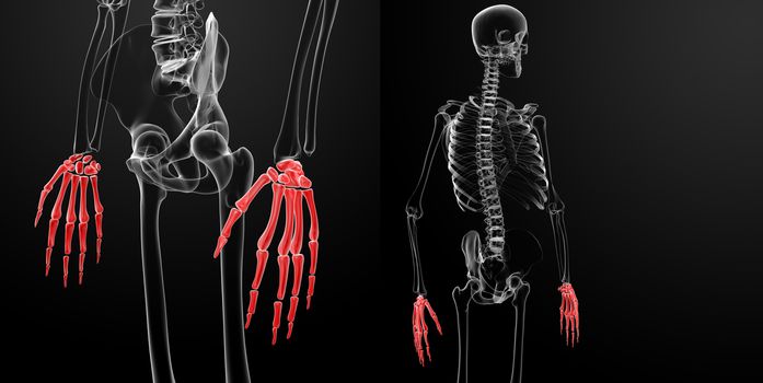 3d rendering of the skeleton visible hand