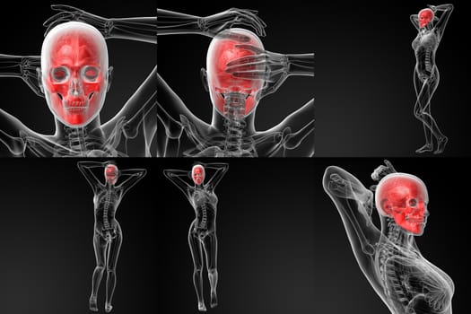 3D rendering illustration of the skull bone 