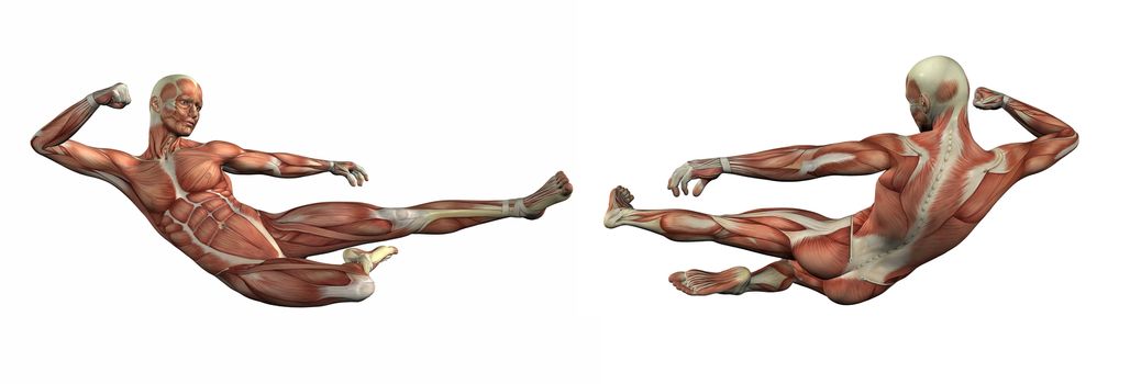 3d render illustration of the muscular system
