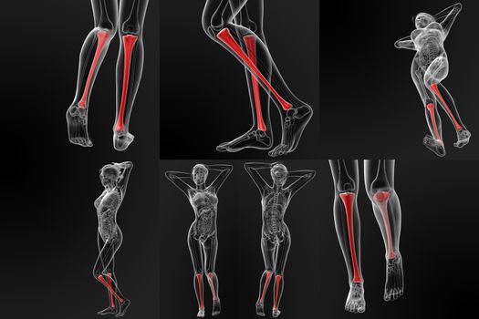 3d rendering illustration of the tibia bone