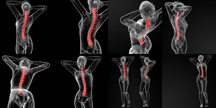 3D rendering illustration of the Vertebral column
