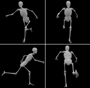 medical illustration of the skeleton