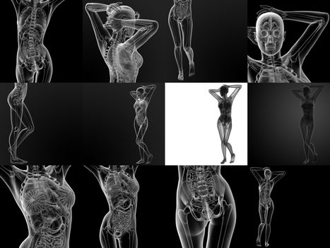 3D rendering illustration of the female anatomy 