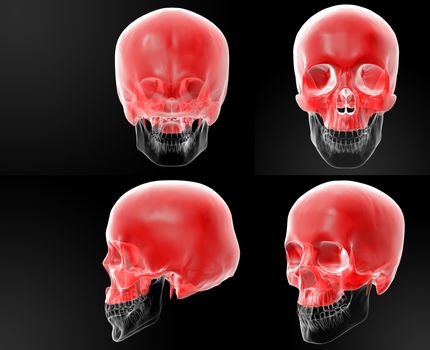3d rendering of human Skull-Upper half