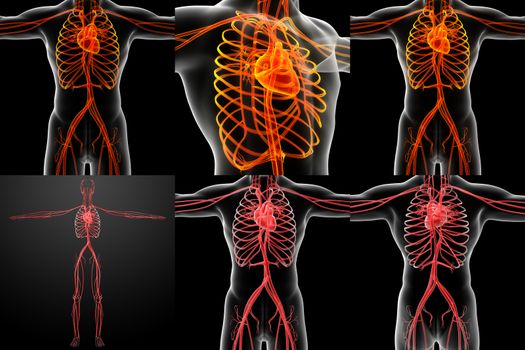 3D rendering illustration of the  vascular system 