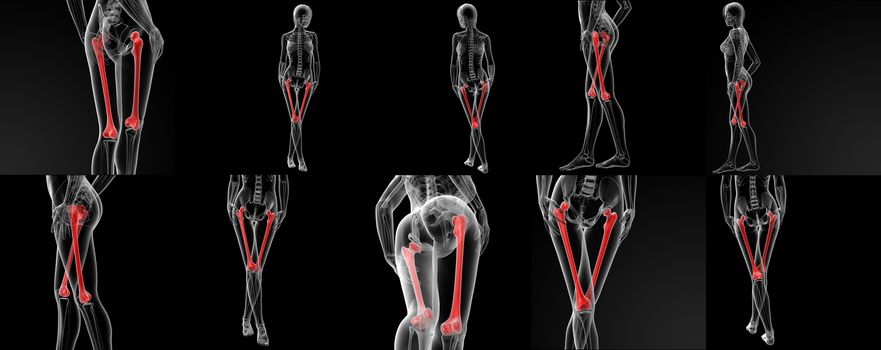 3D rendering illustration of the femur bone