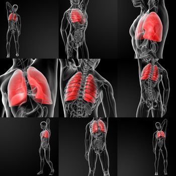 3d rendering illustration of  lung