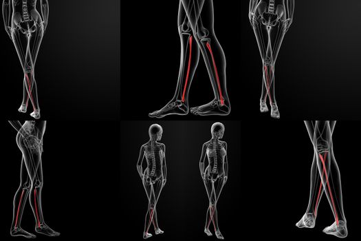 3D rendering illustration of the fibular bone 