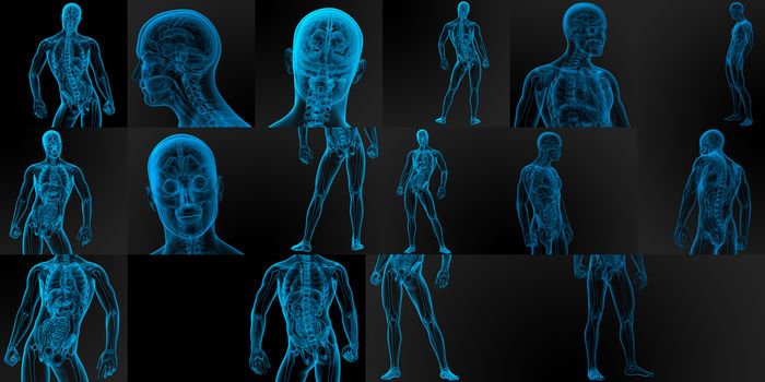3d rendering medical illustration of the male anatomy