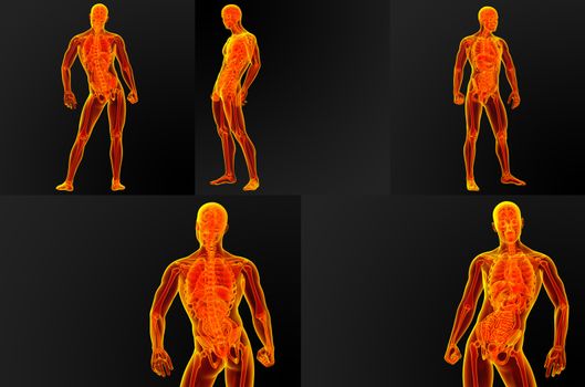 3d render illustration of the male anatomy
