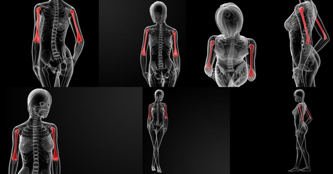 3D rendering illustration of the humerus bone