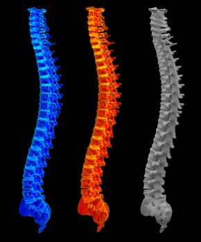 3d render illustration of the spine