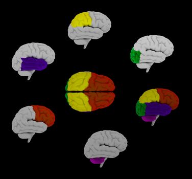 3d rendering  human of the  brain 
