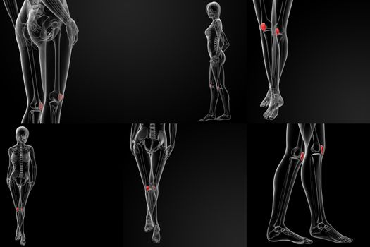 3D rendering illustration of the  patella bone 