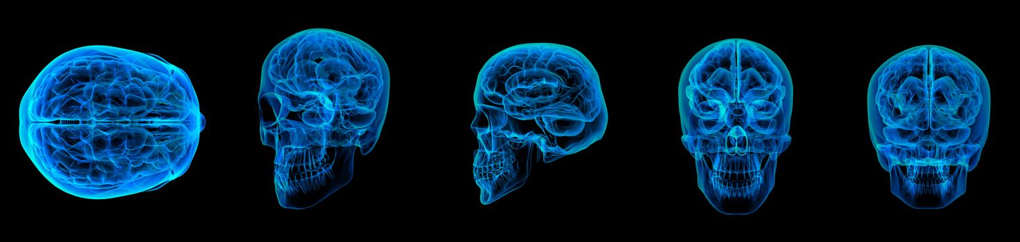 3d render human brain X ray 