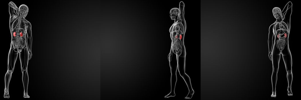 3d rendering illustration of the male kidneys