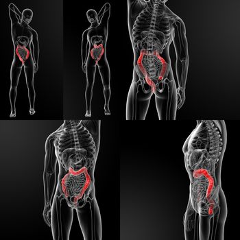 3d rendering illustration of male large intestine