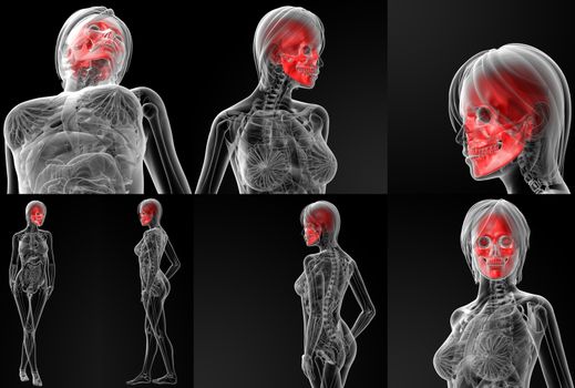 3D rendering illustration of the  skull bone 