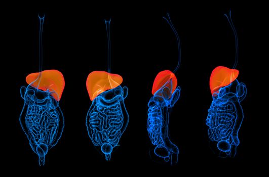 3d rendering human digestive system liver red colored 