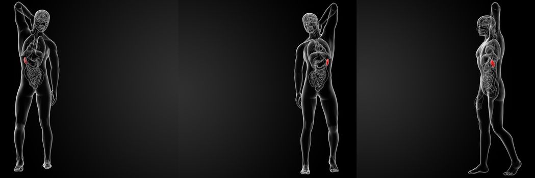 3d rendering illustration of the male spleen