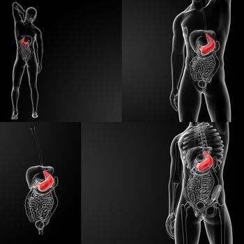 3d rendering illustration of the male stomach