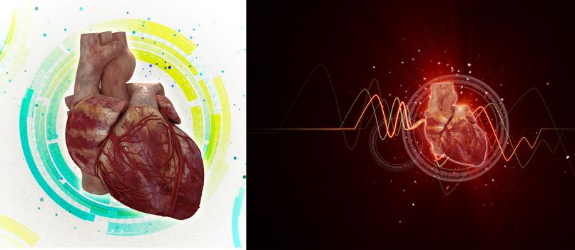 3d rendered medical illustration of a human heart