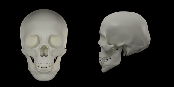 3d render of the Human Skull 