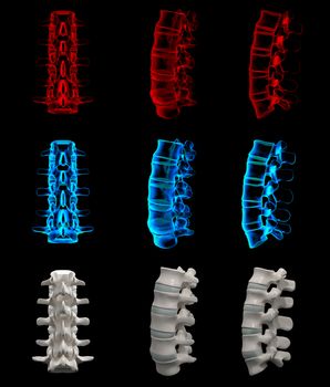 3d rendered illustration of the lumbar