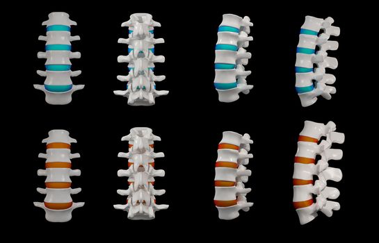 3d rendered - spine structure on black background 