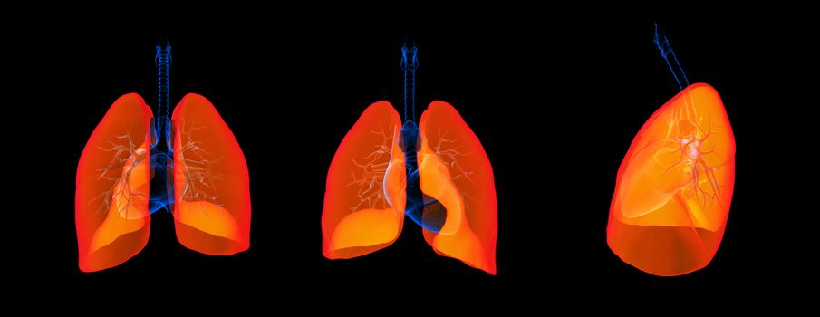 3D render illustration of the lung