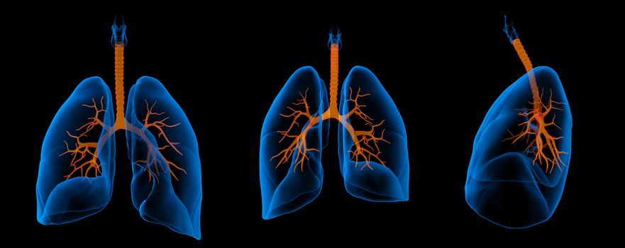 3D medical illustration - lungs with visible bronchi 