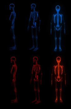 3d rendered Skeleton on black background