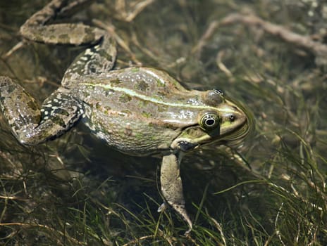 Big green frog swimming in the water