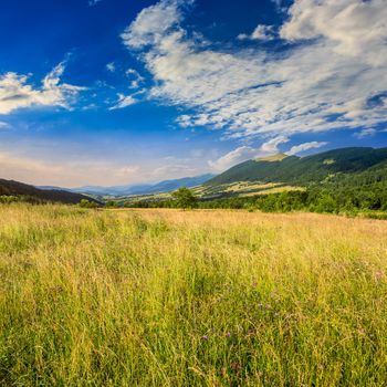 meadow in the mountains under a blue summer sky