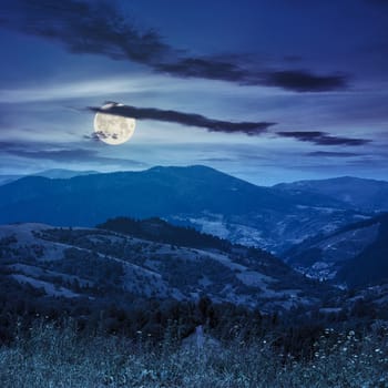 high wild grass  at the top of the mountain range at night in full moon light