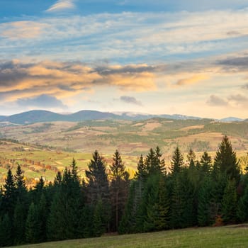 mountain summer landscape. pine trees near meadow and forest on hillside under  sky with clouds