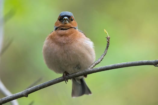 The picture shows a chaffinch on a branch