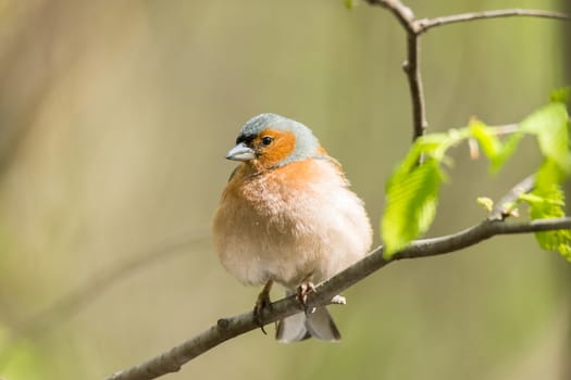 The picture shows a chaffinch on a branch