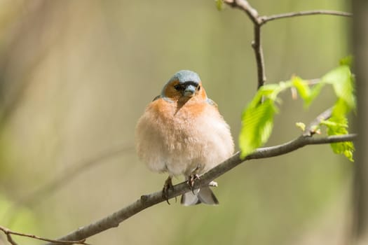 The picture shows a chaffinch on a branch