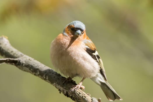 The picture shows a chaffinch on a branch