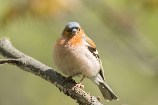 The picture shows a chaffinch on a branch