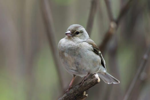 The photograph shows a female chaffinch on a branch